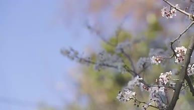 春天梨花桃花白色治愈开花视频的预览图